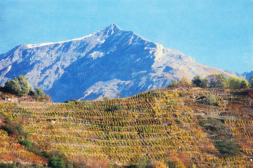 Le vigne e il Rocciamelone